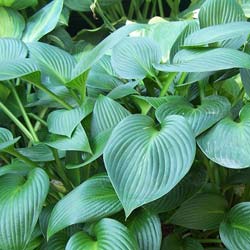 Hosta 'Devon Green' / Hosta Devon Green